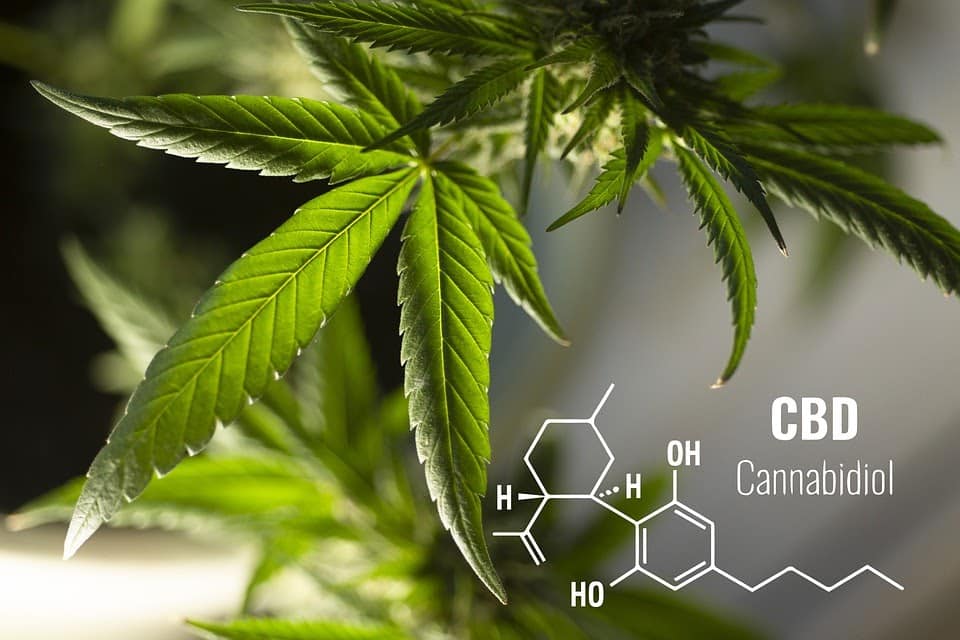 CBD and Epilepsy Cannabis Plant