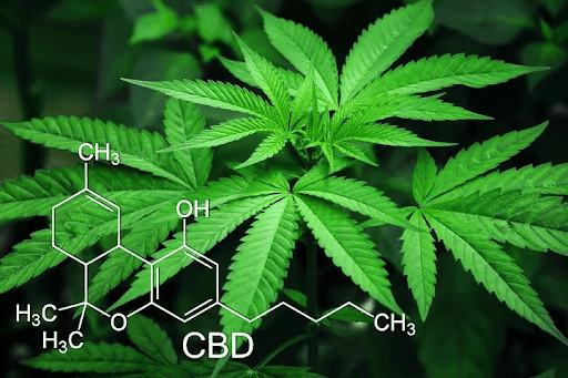 CBD oil Australia Medicinal-CBD-Cannabis-Plant