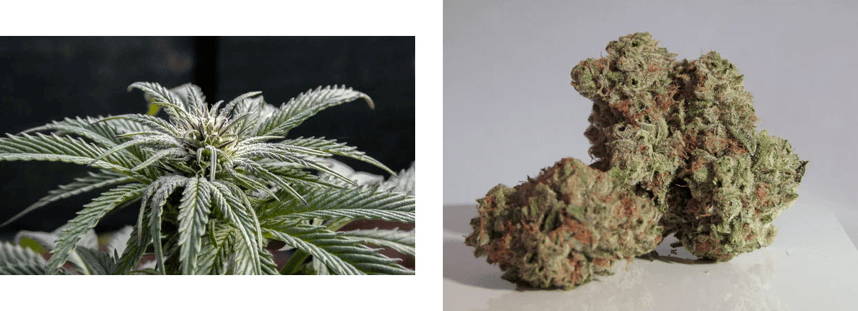cannabis strains marijuana plant