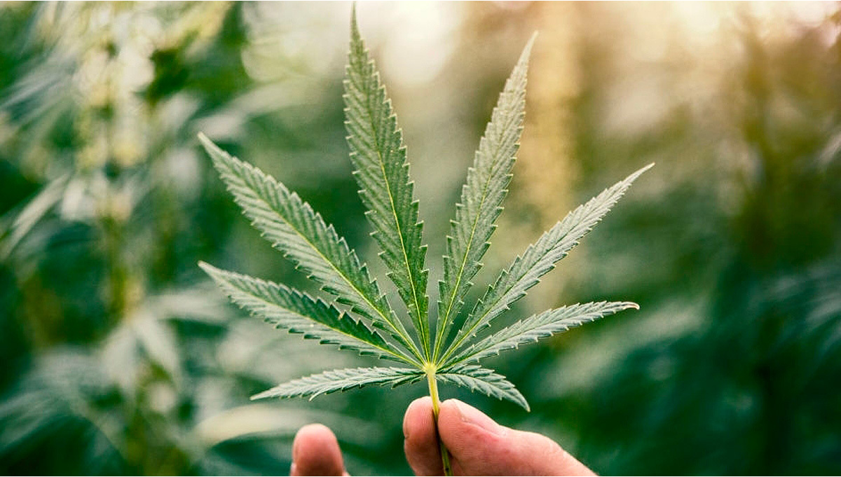 A person holding the cannabis leaf and plant