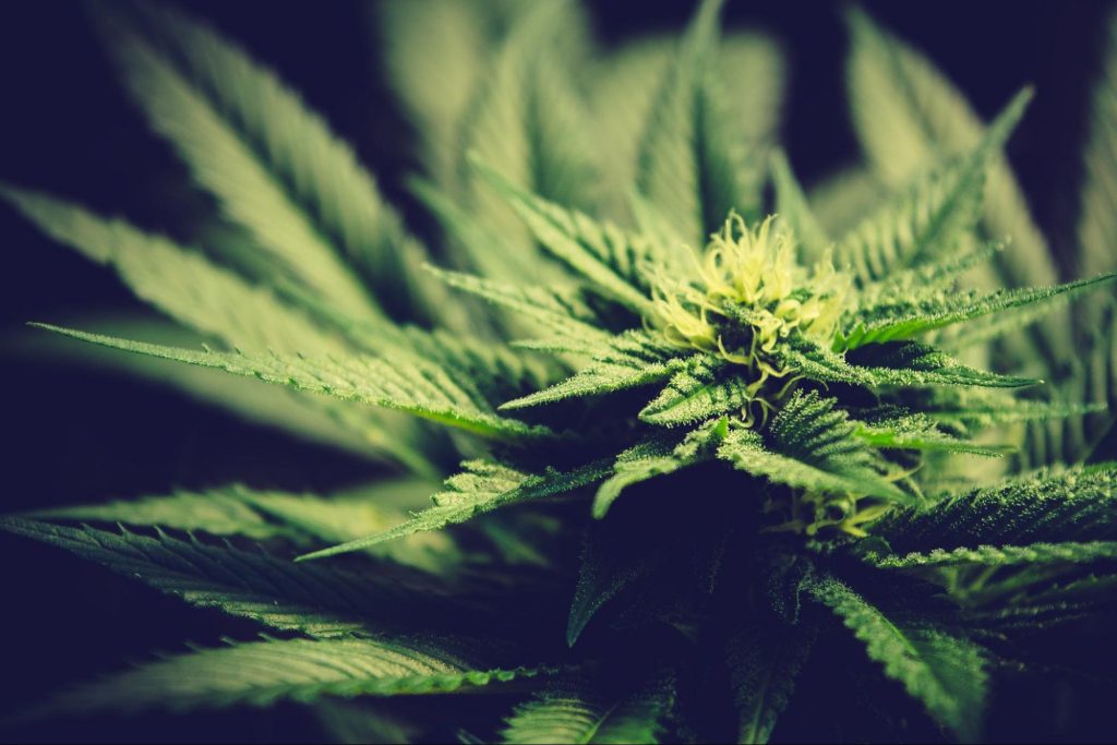 CBD Oil and Bipolar Disorder Cannabis Plant