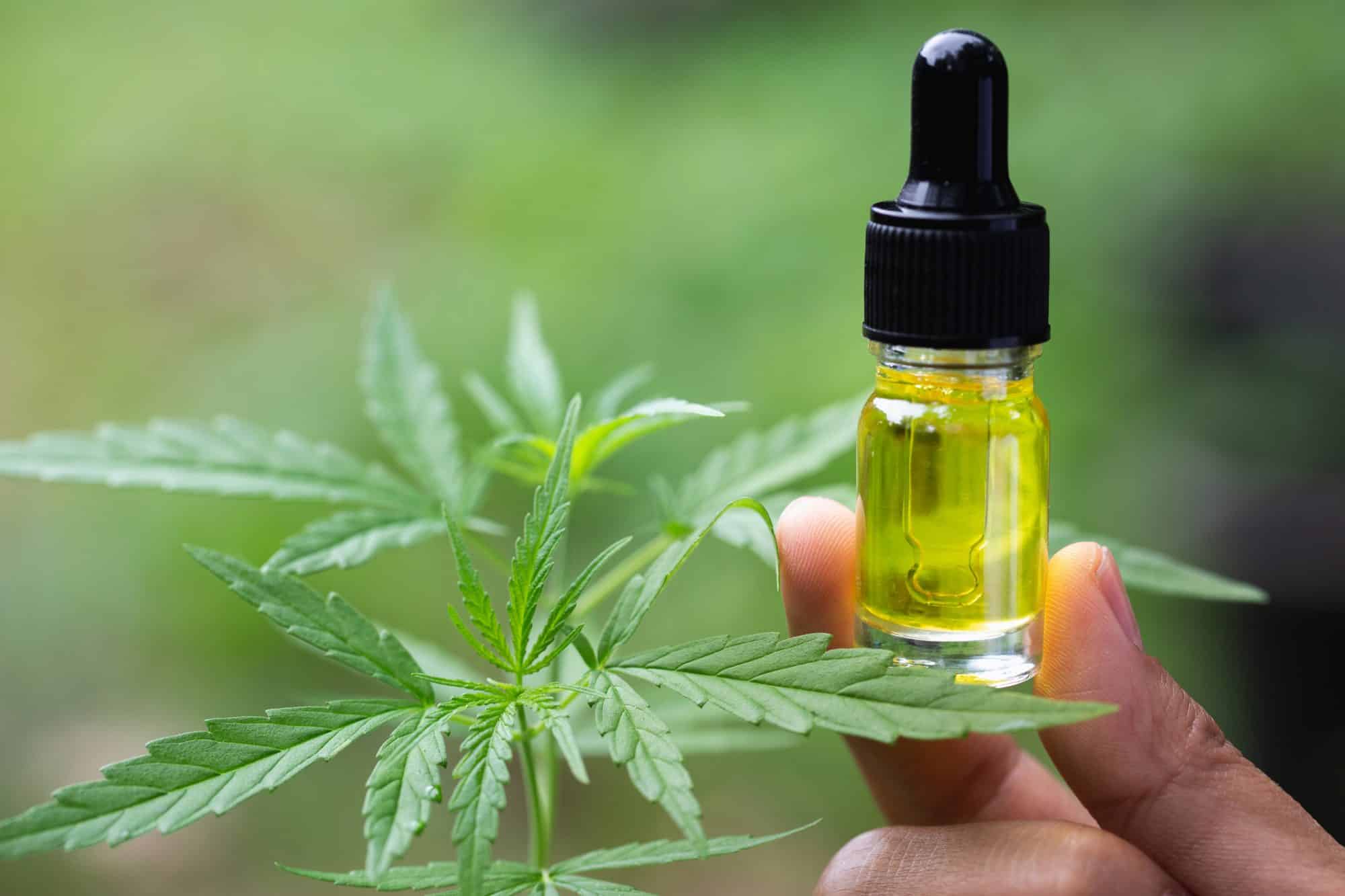 CBD oil and cannabis plant with many health benefits