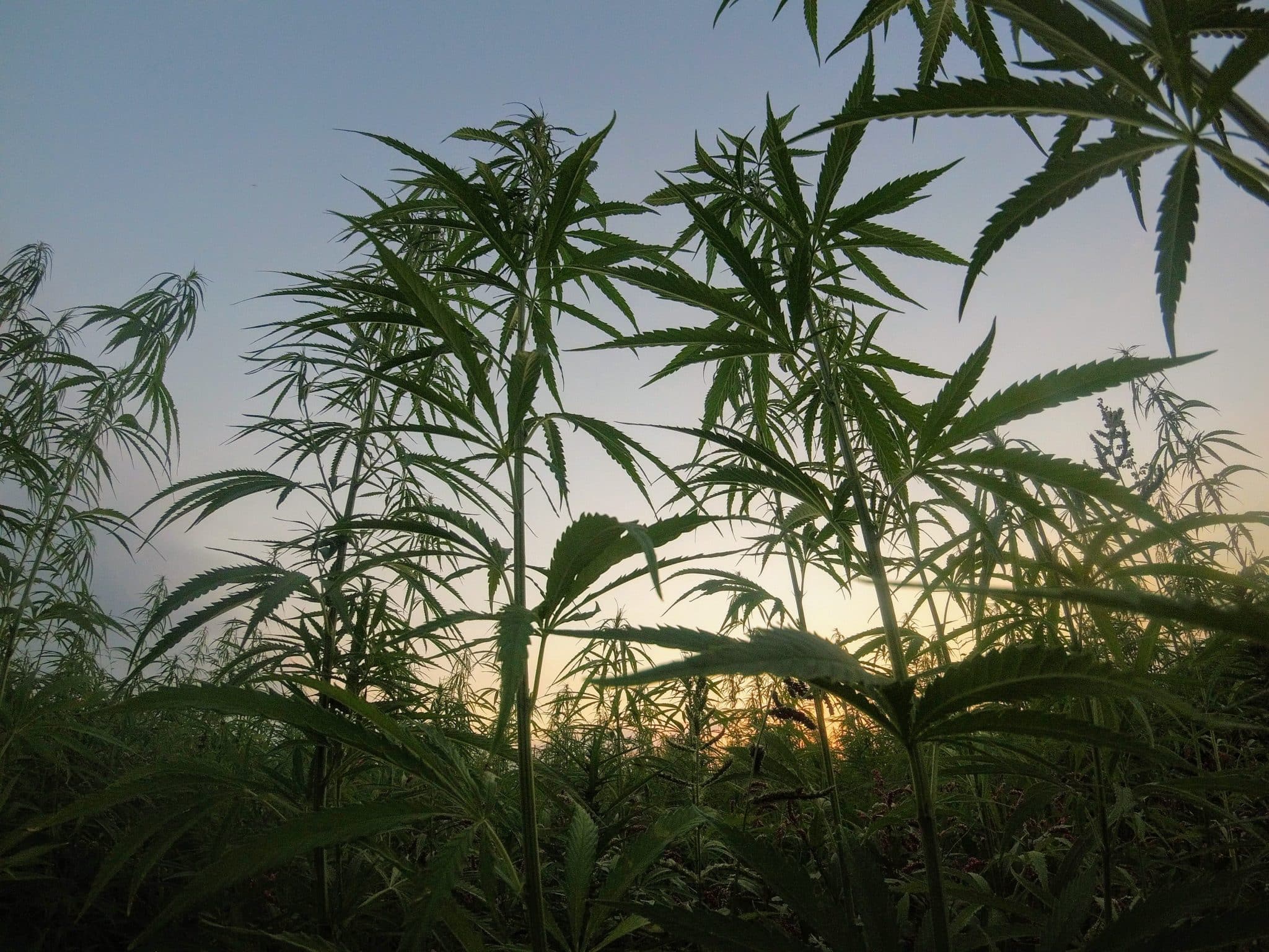 Cannabis_Plants_Across_The_Globe_AltMed