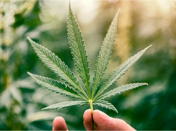 A person holding the cannabis leaf and plant