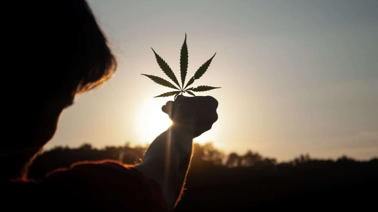 The Global And Cultural History of Cannabis