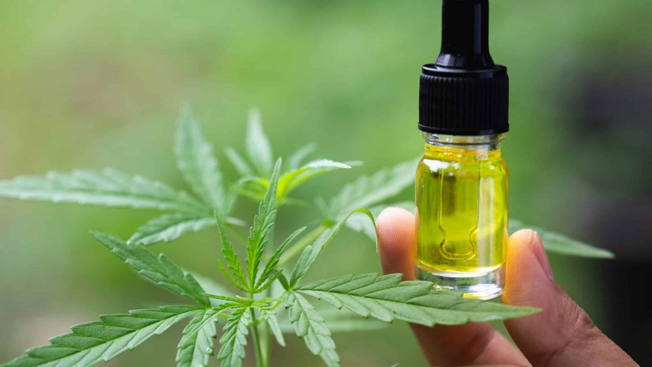 CBD oil and cannabis plant with many health benefits