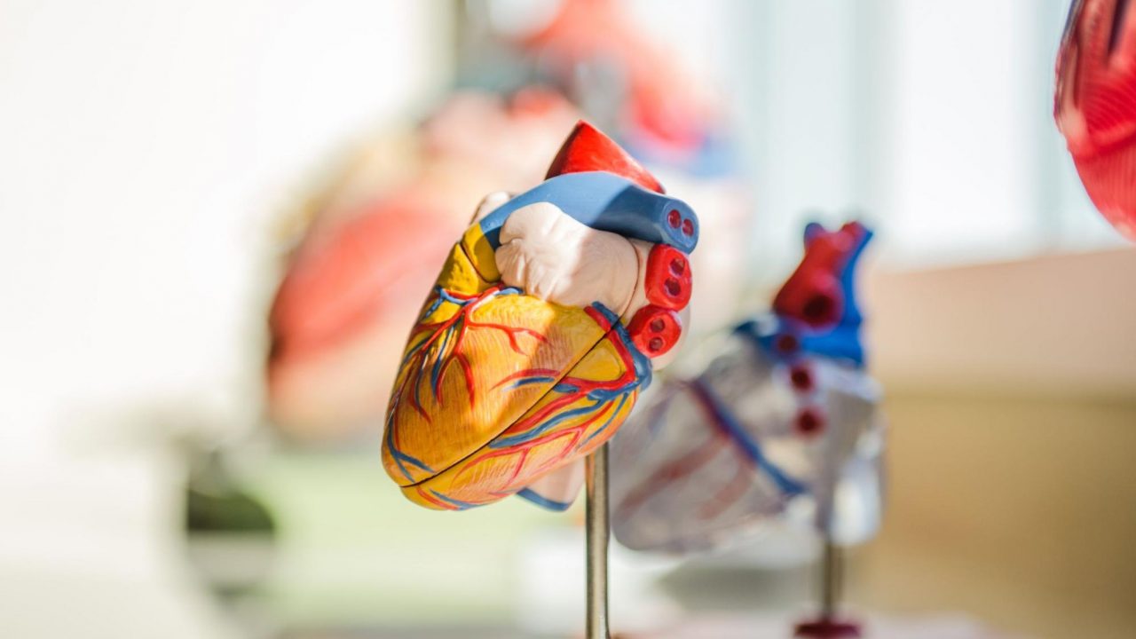 CBD Oil and Heart Disease, Heart diagram
