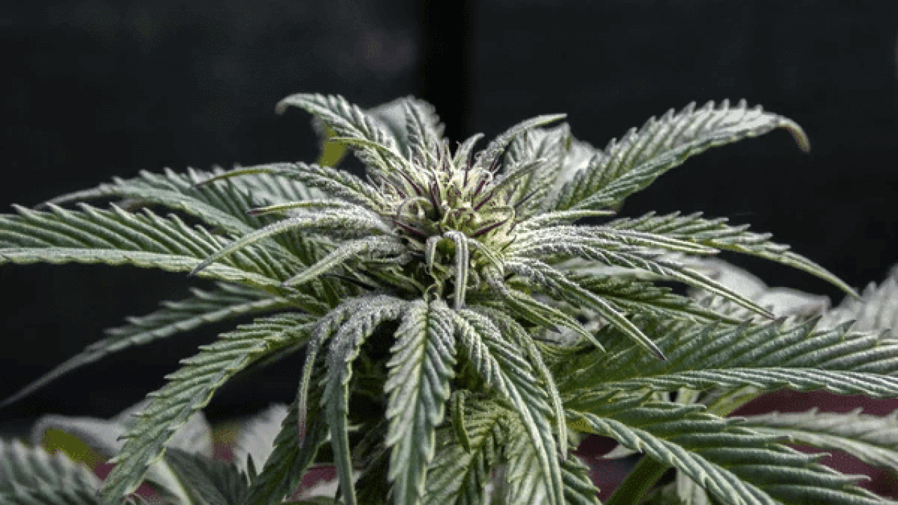 Cannabis Strains Marijuana Plant